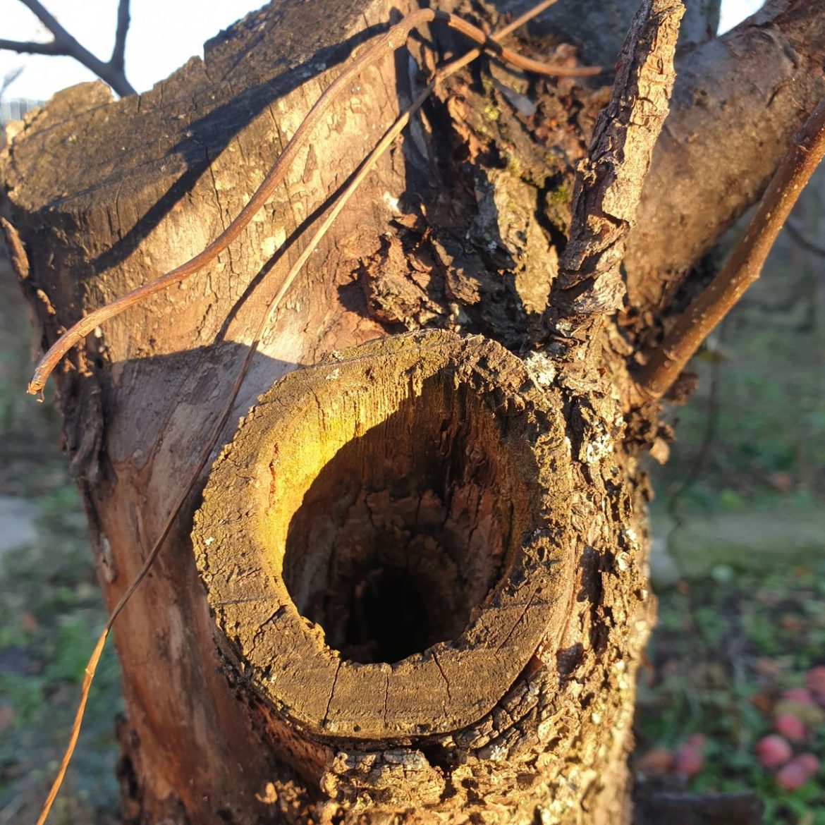 guri mari suflete mici