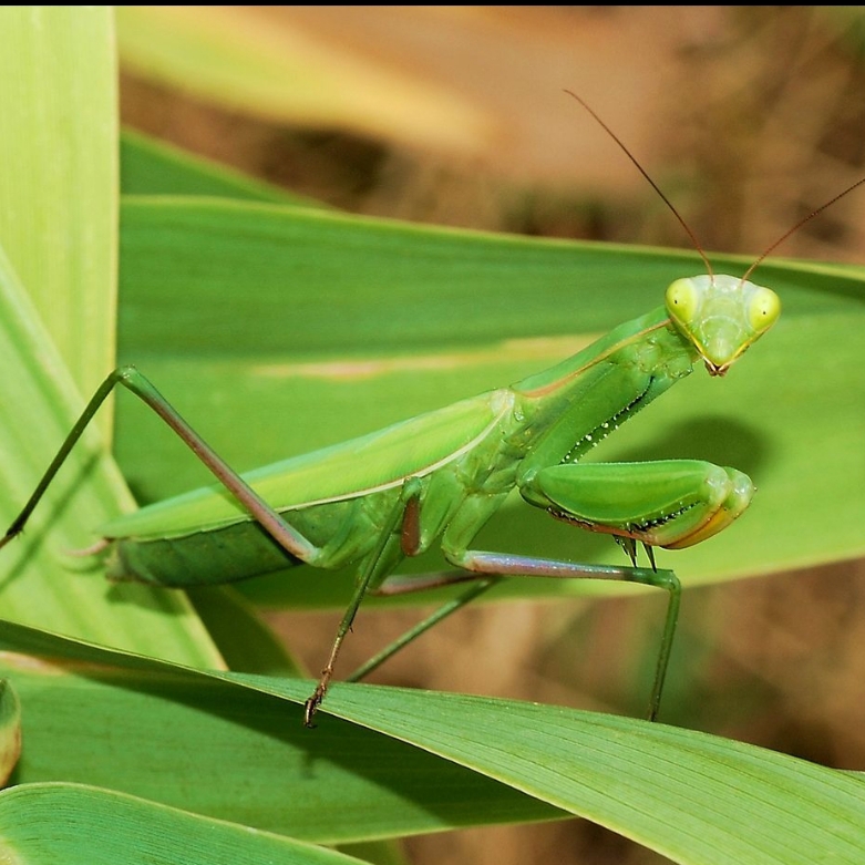 calugaritele-si-patimile-2
