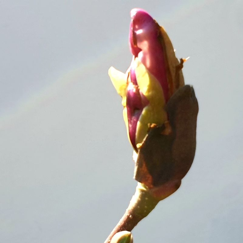 danachera-rabdarea-1