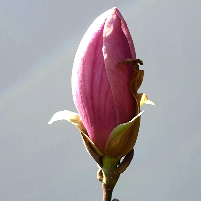 danachera-rabdarea-2