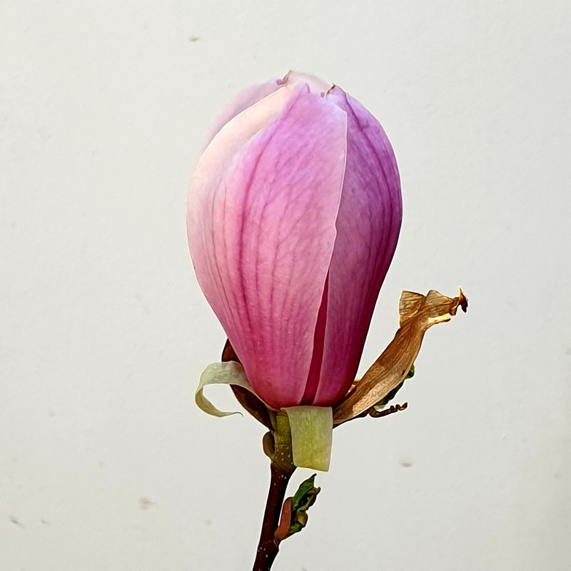 danachera-rabdarea-3