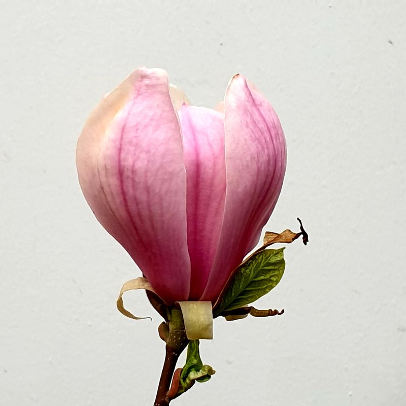 danachera-rabdarea-4