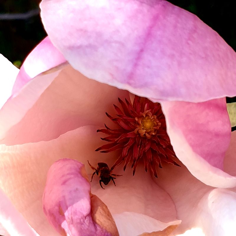 danachera-rabdarea-5